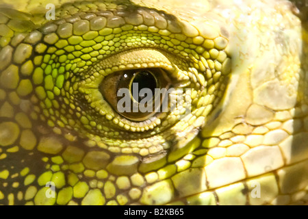 Tier Bild bei Crocodile Farm Samui Island Thailand Stockfoto