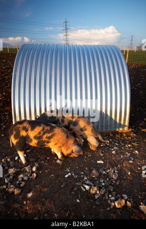 Seltene Rasse Schweine und Stift in Dorset County, England, UK. Stockfoto