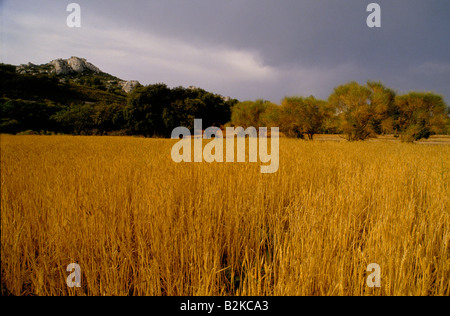 GOLDENE GELBE WEIZEN FELD GRÜNEN WALD IN DER UMGEBUNG VON ST REMY DE PROVENCE Stockfoto