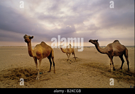 Kamele in der Wüste von dubai Stockfoto