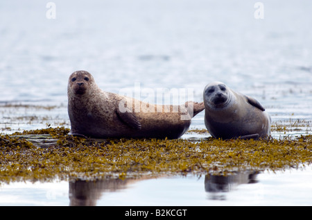 Zwei Seehunde (Phoca Vitulina) Stockfoto