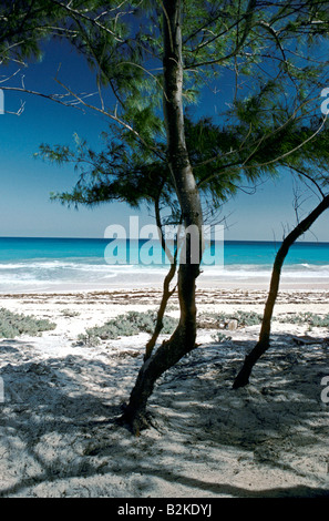 Baum auf Cayo Largo Strand, Kuba Stockfoto