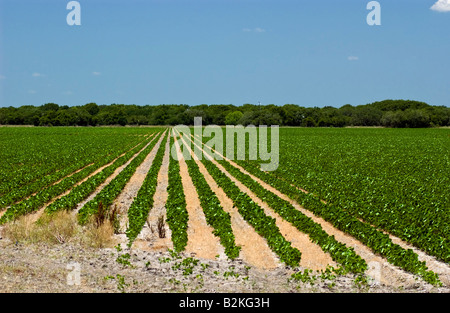 Reihen von Sojabohnen auf einem großen Bauernhof Stockfoto