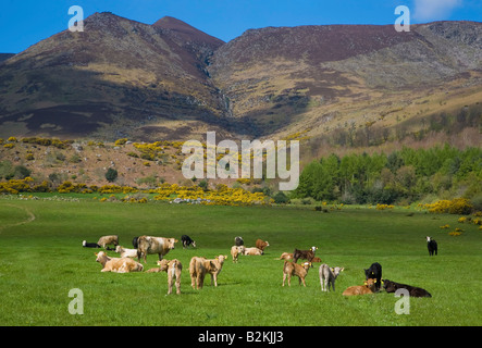 Rinder auf der Weide Comeragh Mountains in der Nähe von Coumshingnaun Lough, Grafschaft Waterford, Irland Stockfoto