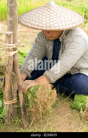 Arbeitnehmer in Thai Bereichen sammeln Setzlinge Pflanzen von den Reisfeldern im Norden Thailand Chiang Mai vorbereiten Stockfoto