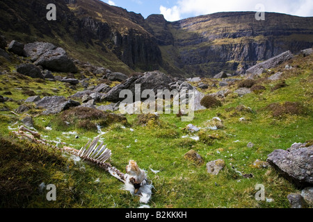 Totes Schaf in den Comeragh Mountains nahe Coumshingaun Lough, Grafschaft Waterford, Irland Stockfoto