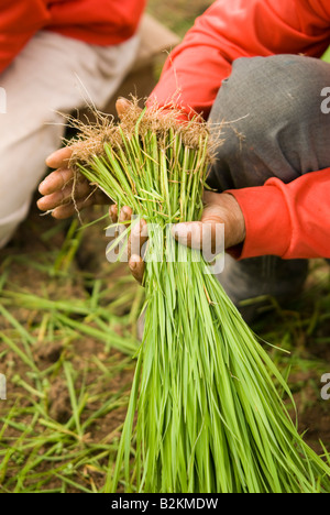 Arbeitnehmer in Thai Bereichen sammeln Setzlinge Pflanzen von den Reisfeldern im Norden Thailand Chiang Mai vorbereiten Stockfoto