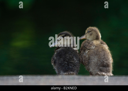 Zwei Entenküken der Stockente Anas Platyrhynchos sitzen am Rand des Teiches gegen einen grünen Hintergrund Verulamium Park St Albans UK Stockfoto