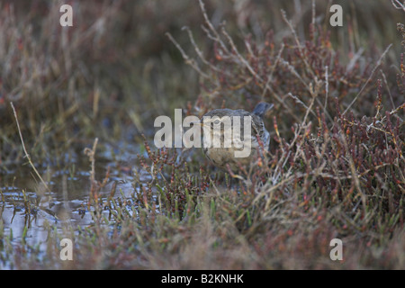 Wasser-Pieper Anthus Spinoletta Nahrungssuche in Wasser Vegetation am Dipi Larssos, Lesbos, Griechenland im April. Stockfoto