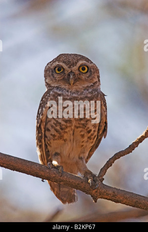 Spotted Owlet (Athene Brama) Stockfoto