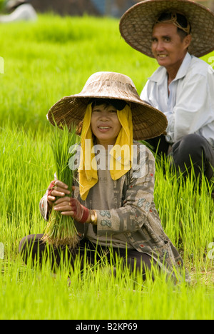 Arbeitnehmer in Thai Bereichen sammeln Setzlinge Pflanzen von den Reisfeldern im Norden Thailand Chiang Mai vorbereiten Stockfoto