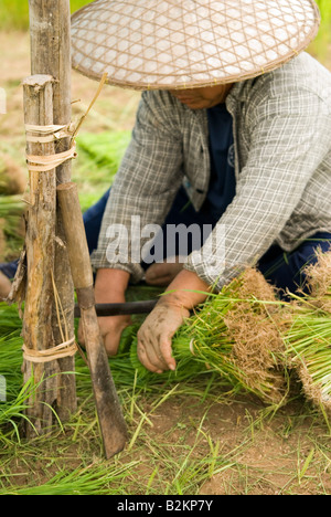 Arbeitnehmer in Thai Bereichen sammeln Setzlinge Pflanzen von den Reisfeldern im Norden Thailand Chiang Mai vorbereiten Stockfoto