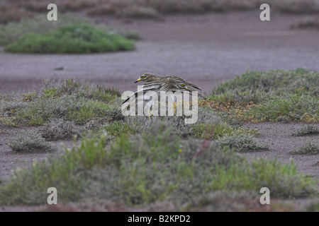 Stone Curlew Burhinus Oedicnemus paar Anzeigen auf Salz Marsh in Kalloni Salinen, Lesbos, Griechenland im April. Stockfoto