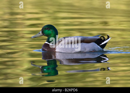 Stockente Drake Anas Platyrhynchos Verulamium Park St Albans UK Stockfoto