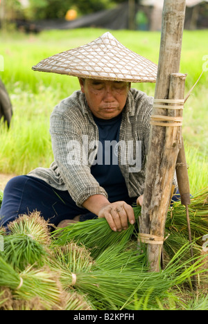 Arbeitnehmer in Thai Bereichen sammeln Setzlinge Pflanzen von den Reisfeldern im Norden Thailand Chiang Mai vorbereiten Stockfoto