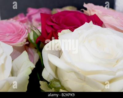 Nahaufnahme von einem Bouquet von weißen, rosa und roten Rosen Stockfoto