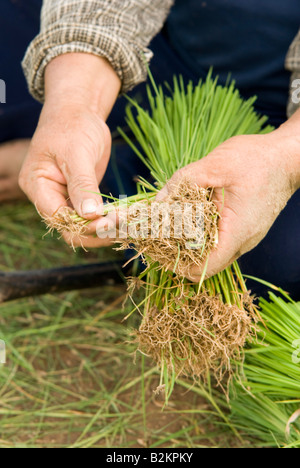 Arbeitnehmer in Thai Bereichen sammeln Setzlinge Pflanzen von den Reisfeldern im Norden Thailand Chiang Mai vorbereiten Stockfoto