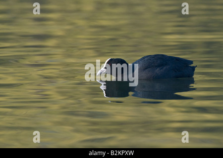 Blässhuhn Fulica Atra Verulamium Park St Albans UK Stockfoto