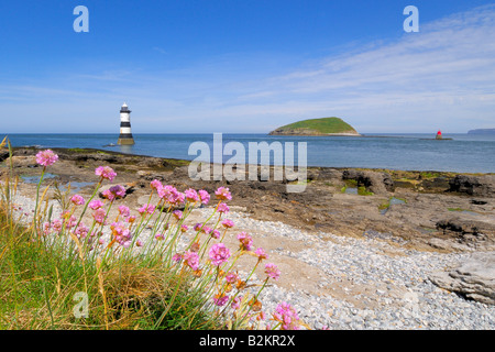 Meer rosa Sparsamkeit am Ufer in der Nähe von Penmon Point Lighthouse vor der felsigen und tückischen Küste von Anglesey in Nord-Wales Stockfoto