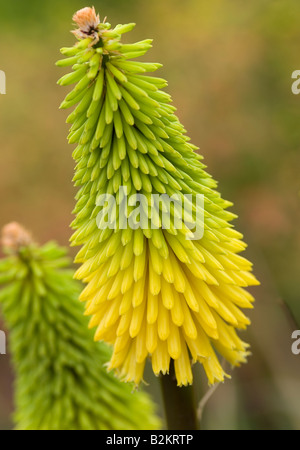 KNIPHOFIA BIENEN ZITRONE Stockfoto