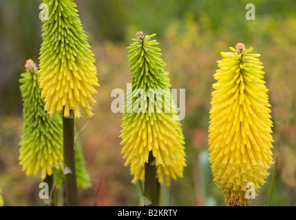 KNIPHOFIA BIENEN ZITRONE ROTE HEIßE POKER Stockfoto