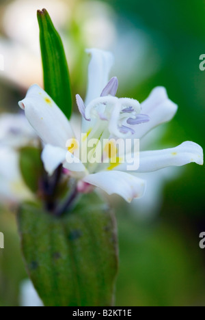 TRICYRTIS LATIFOLIA KRÖTE LILY Stockfoto