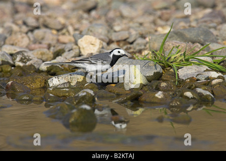 Weiße Bachstelze Motacilla Alba Alba zu Fuß entlang der Ufer mit Reflexion am East River Kalloni, Lesbos, Griechenland im April. Stockfoto