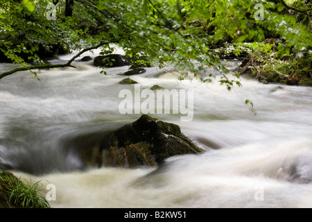 Wasser Kaskadierung über Felsblöcke in einem Wald-Fluss Stockfoto