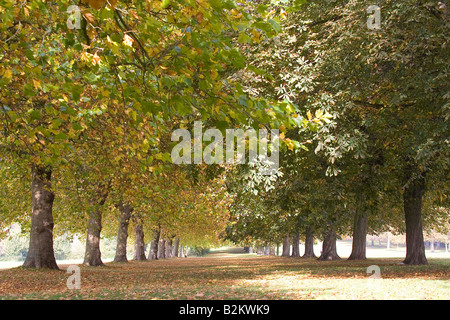 Windsor Great Park in herbstlichen Bestform Stockfoto