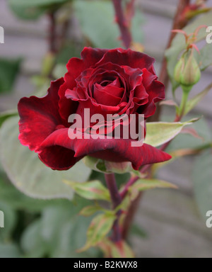 Englische Rosen Stockfoto