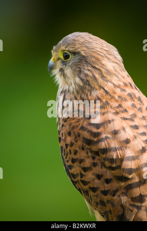 Profilbildnis von ein weiblicher Turmfalke [Falco Tinnunculus] in Ruhe mit grünem Hintergrund. Stockfoto