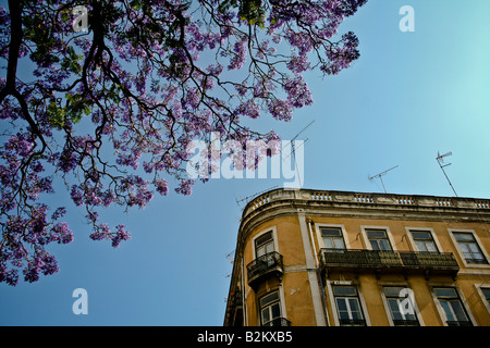 Lissabon-Himmel mit jacarandas Stockfoto