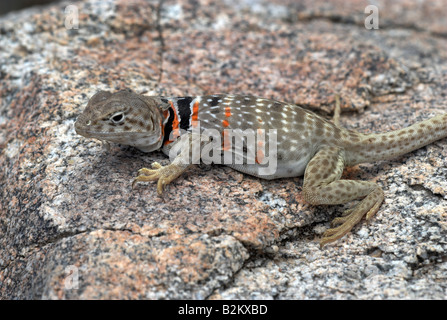 Eine Trächtige weibliche Great Basin Halsband Lizard, Arizona, USA Stockfoto