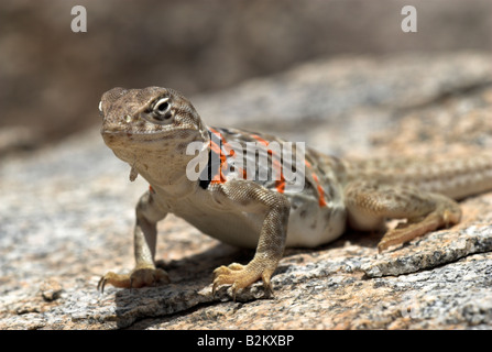 Eine weibliche Great Basin Halsband Lizard, Arizona, USA Stockfoto