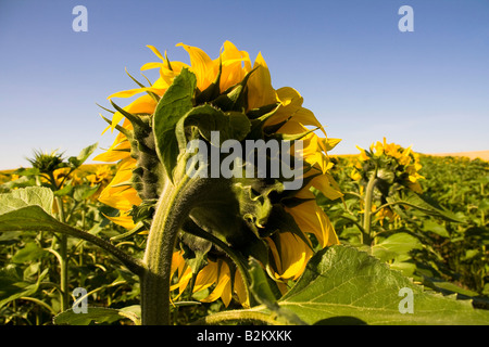 Sonnenblumenfeld Alentejo, Portugal (Helianthus Annuus) Stockfoto