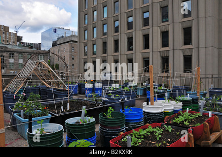 Gemüse Garten Ob ein Dach McGill University Montreal Stockfoto