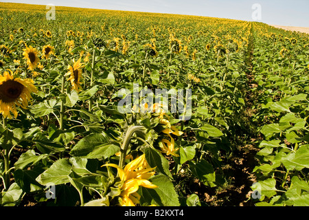 Sonnenblumenfeld Alentejo, Portugal (Helianthus Annuus) Stockfoto