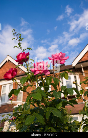 Haus mit Vorgarten, W5, Ealing, London, Vereinigtes Königreich Stockfoto