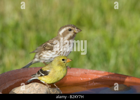 Weibliche amerikanische Stieglitz mit weiblichen lila Finch im Hintergrund Stockfoto