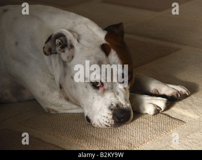 Braune und weiße Staffordshire Bull terrier Stockfoto