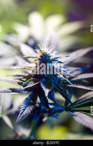 Nahaufnahme von Marihuana Cannabis Pflanze Blume Knospe in eine illegale Zuchtraum in New Jersey USA Stockfoto