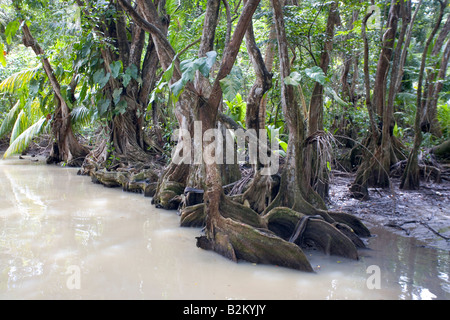 Swampblood Bäume entlang der Indian River in Dominica s nördlichen Regenwäldern Stockfoto