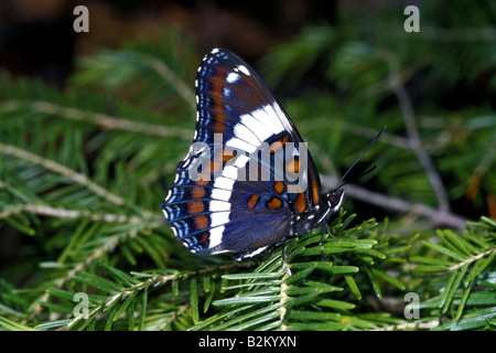 Ein White Admiral Schmetterling (Limenitis Arthemis) beruht auf einem Tannenzweig entlang einem Waldrand im oberen Michigan, USA Stockfoto