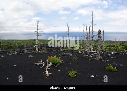 Asche, toten Bäumen und grünen Busch am Hang des Vulkans Tya Tya, Kunaschir Insel Inseln Kurilen Fernen Osten Russlands. Stockfoto