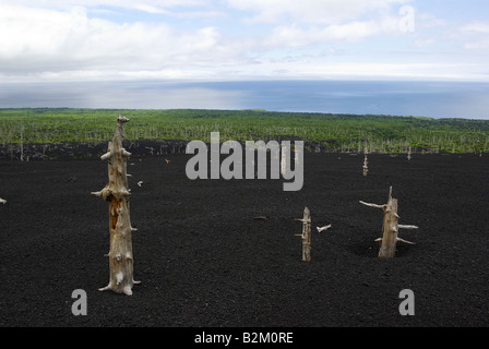 Asche, toten Bäumen und grünen Busch am Hang des Vulkans Tya Tya, Kunaschir Insel Inseln Kurilen Fernen Osten Russlands. Stockfoto