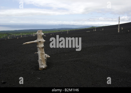 Ash und tote Bäume am Hang des Vulkans Tya Tya, Kunaschir Insel, Kurilen-Inseln Fernen Osten Russlands. Stockfoto