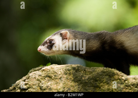 Profilbildnis eines einzigen männlichen inländischen Frettchen auf einem Felsen im Wald. Stockfoto