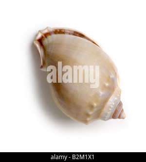 Shell Muschel Molluske Stockfoto