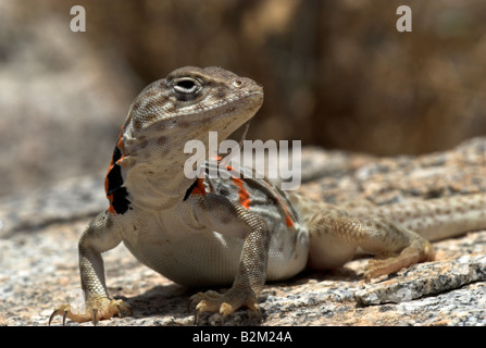 Eine weibliche Great Basin Halsband Lizard, Arizona, USA Stockfoto