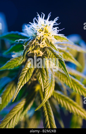 Nahaufnahme von Marihuana Cannabis Pflanze Blume Knospe in eine illegale Zuchtraum in New Jersey USA Stockfoto